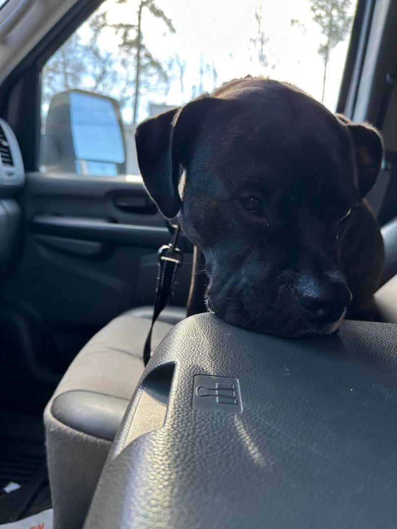 Cassius, a Adopted mixed breed in Sunset Bch, NC image 5/5