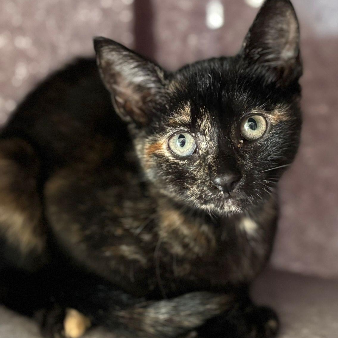 Enlarge Lola, a Adoptable Domestic Short Hair in Astoria, NY image 3/3