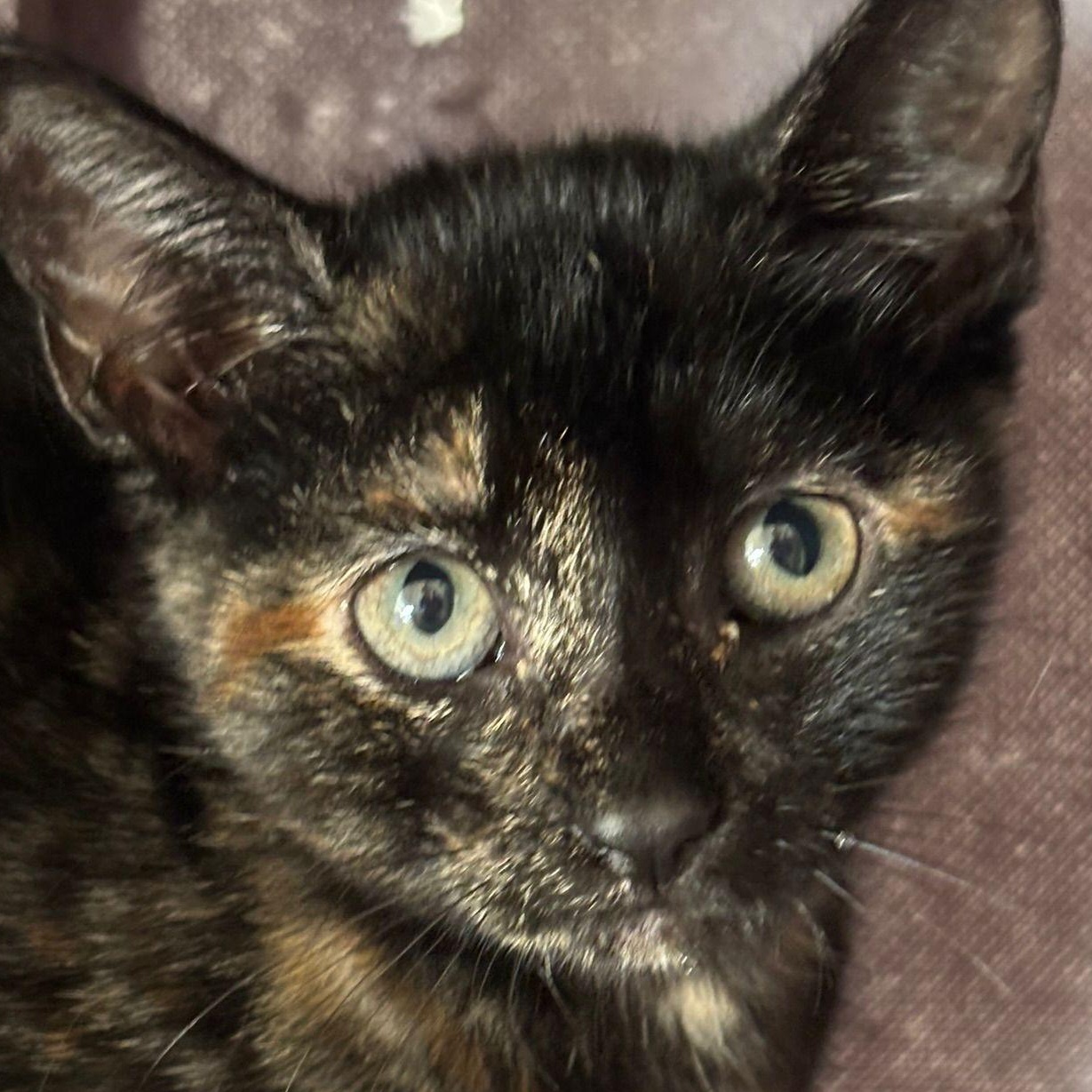 Enlarge Lola, a Adoptable Domestic Short Hair in Astoria, NY image 1/3