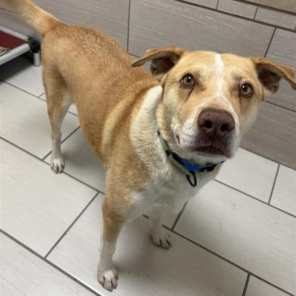 Johnny Bravo, Adoptable, Adult Male Shepherd & Mixed Breed.