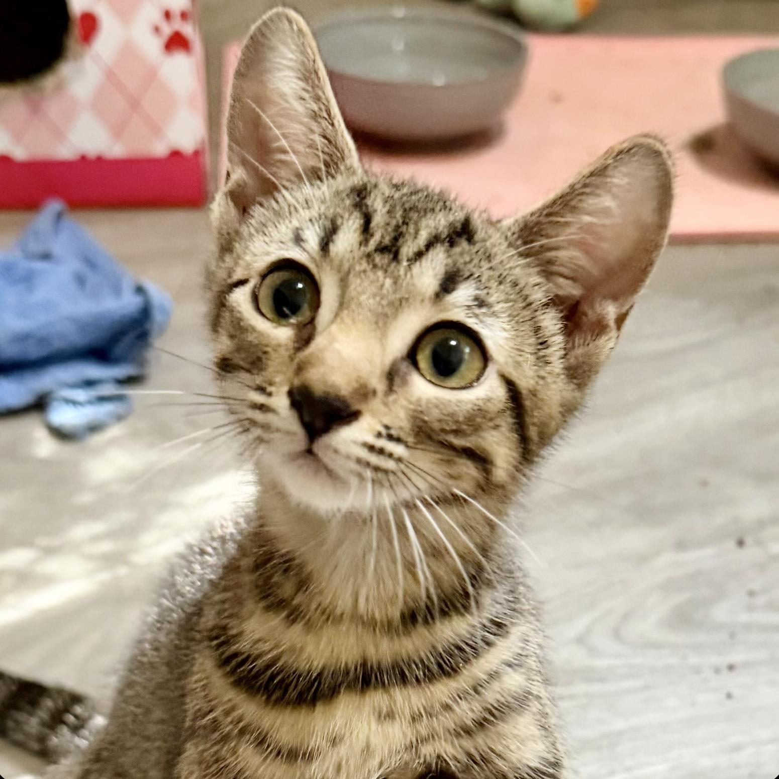 Gilly, Adoptable, Kitten Female Domestic Short Hair.