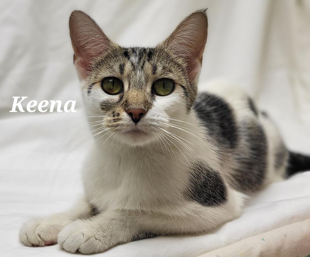 Enlarge Keena, a Adopted mixed breed in Kendallville, IN image 1/1