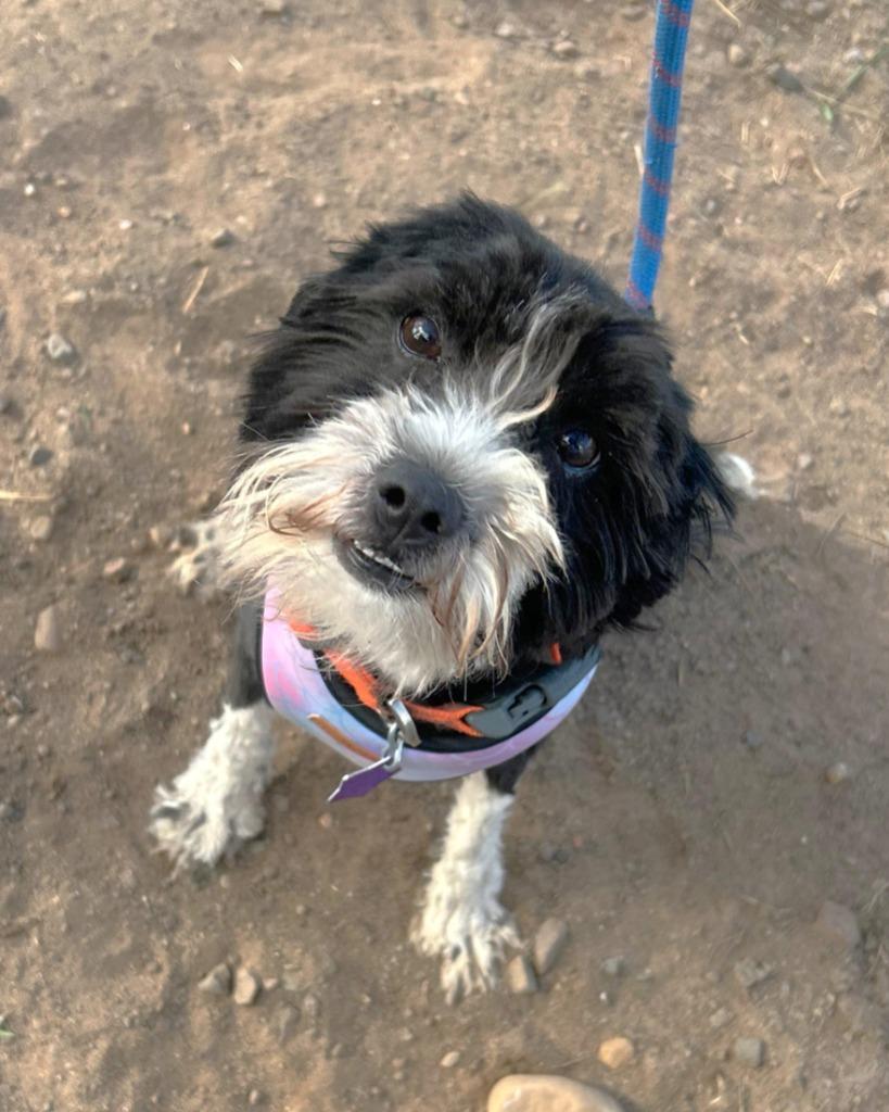 Krispies, a Adoptable mixed breed in Spooner, WI image 1/3