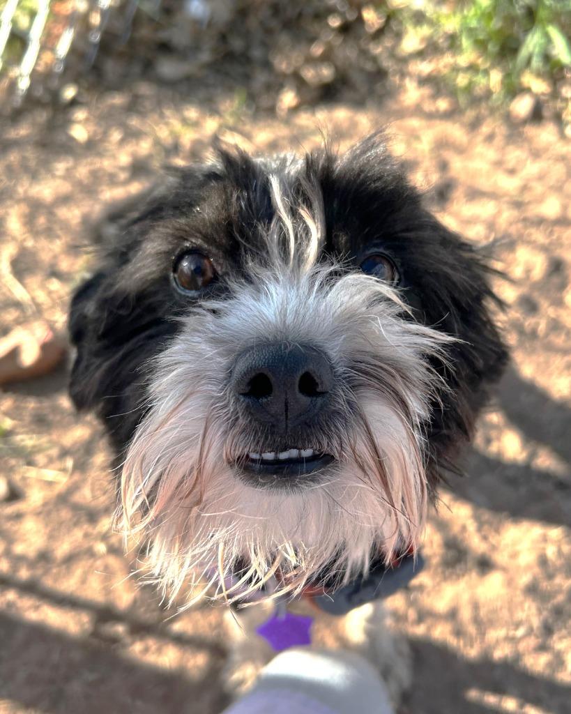 Krispies, a Adoptable mixed breed in Spooner, WI image 2/3