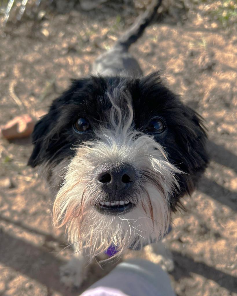Krispies, a Adoptable mixed breed in Spooner, WI image 3/3