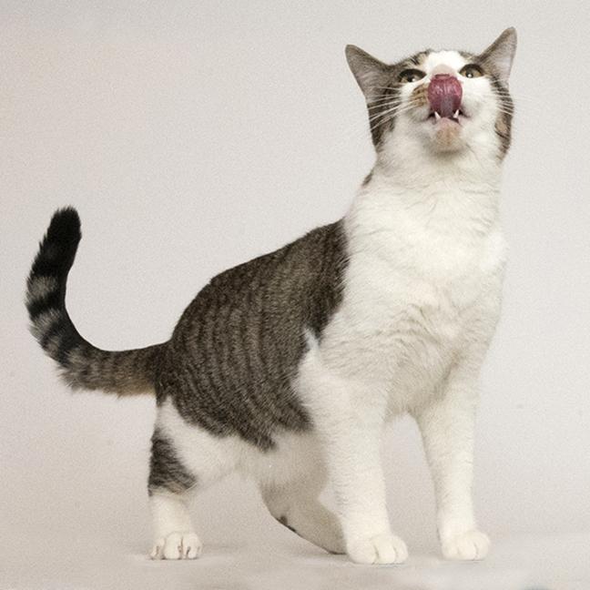 Enlarge Seven, a Adoptable Domestic Short Hair in Chicago, IL image 1/4