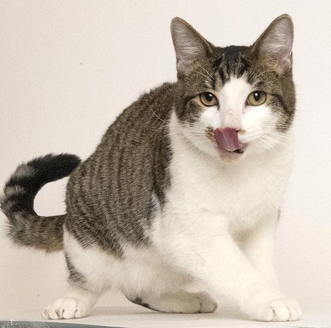 Enlarge Seven, a Adoptable Domestic Short Hair in Chicago, IL image 2/4