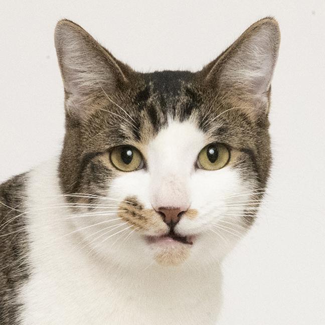 Enlarge Seven, a Adoptable Domestic Short Hair in Chicago, IL image 3/4