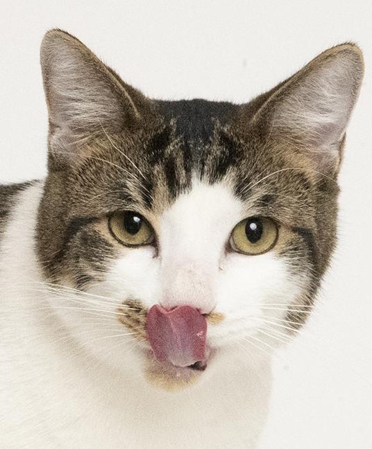 Enlarge Seven, a Adoptable Domestic Short Hair in Chicago, IL image 4/4