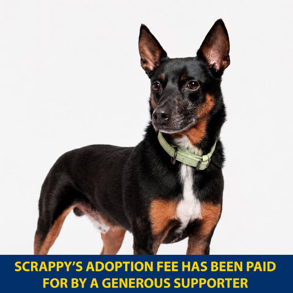 Enlarge Scrappy, a Adoptable Mixed Breed in New York, NY image 1/6