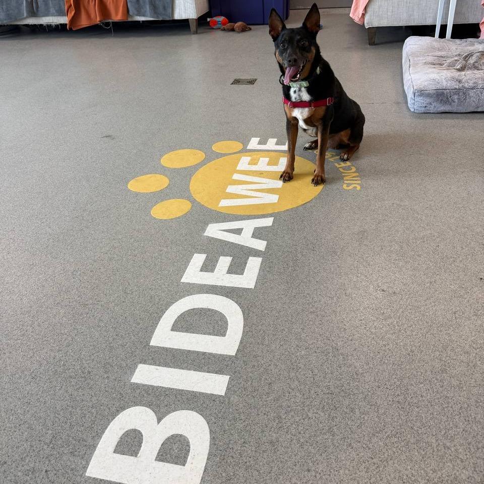 Enlarge Scrappy, a Adoptable Mixed Breed in New York, NY image 2/6