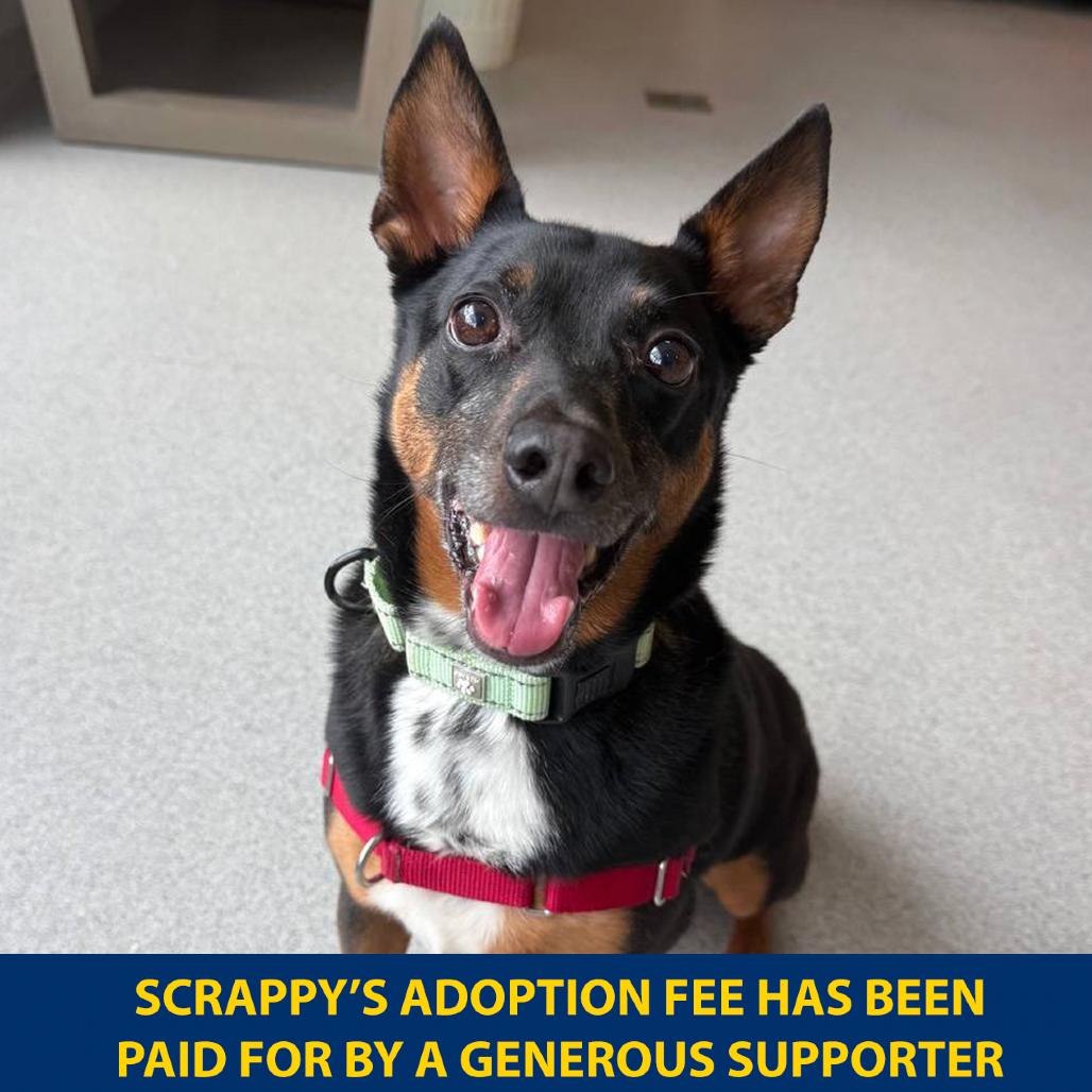 Enlarge Scrappy, a Adoptable Mixed Breed in New York, NY image 5/6