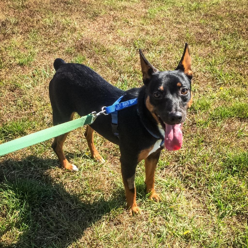 Enlarge Scrappy, a Adoptable Mixed Breed in New York, NY image 6/6