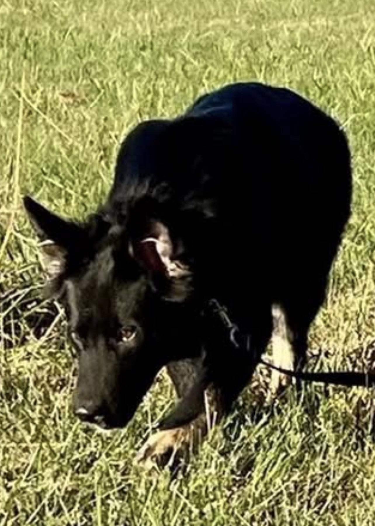 Lizzie, a Adoptable mixed breed in Jefferson City, MO image 2/5