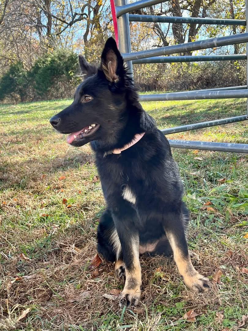 Lizzie, a Adoptable mixed breed in Jefferson City, MO image 4/5