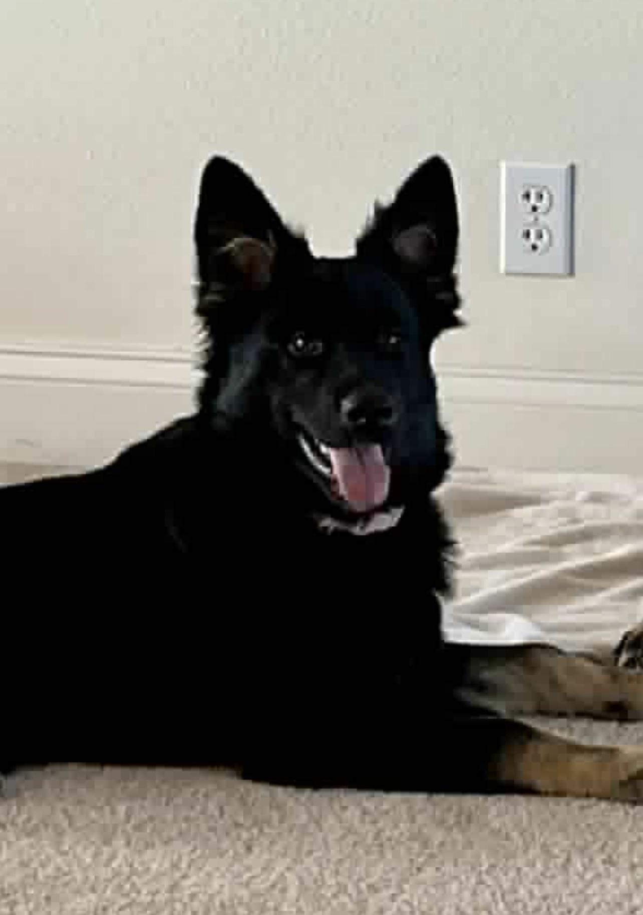 Lizzie, Adoptable, Puppy Female German Shepherd Dog.