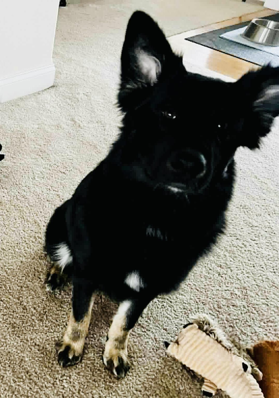 Lizzie, a Adoptable mixed breed in Jefferson City, MO image 5/5