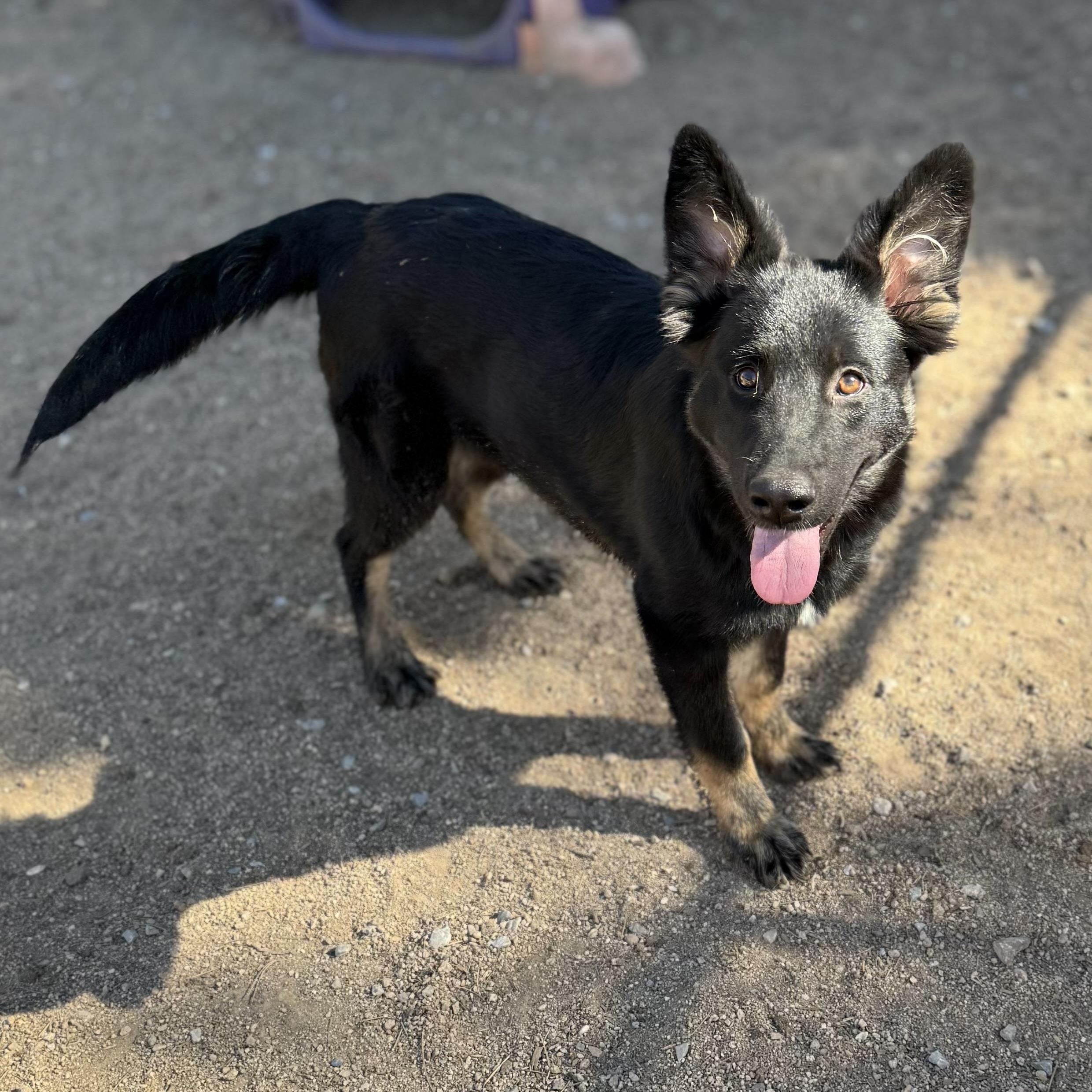 Lizzie, adopted, Puppy Female German Shepherd Dog.