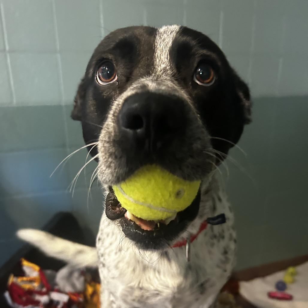 Sebastian, Adoptable, Adult Male Mixed Breed.