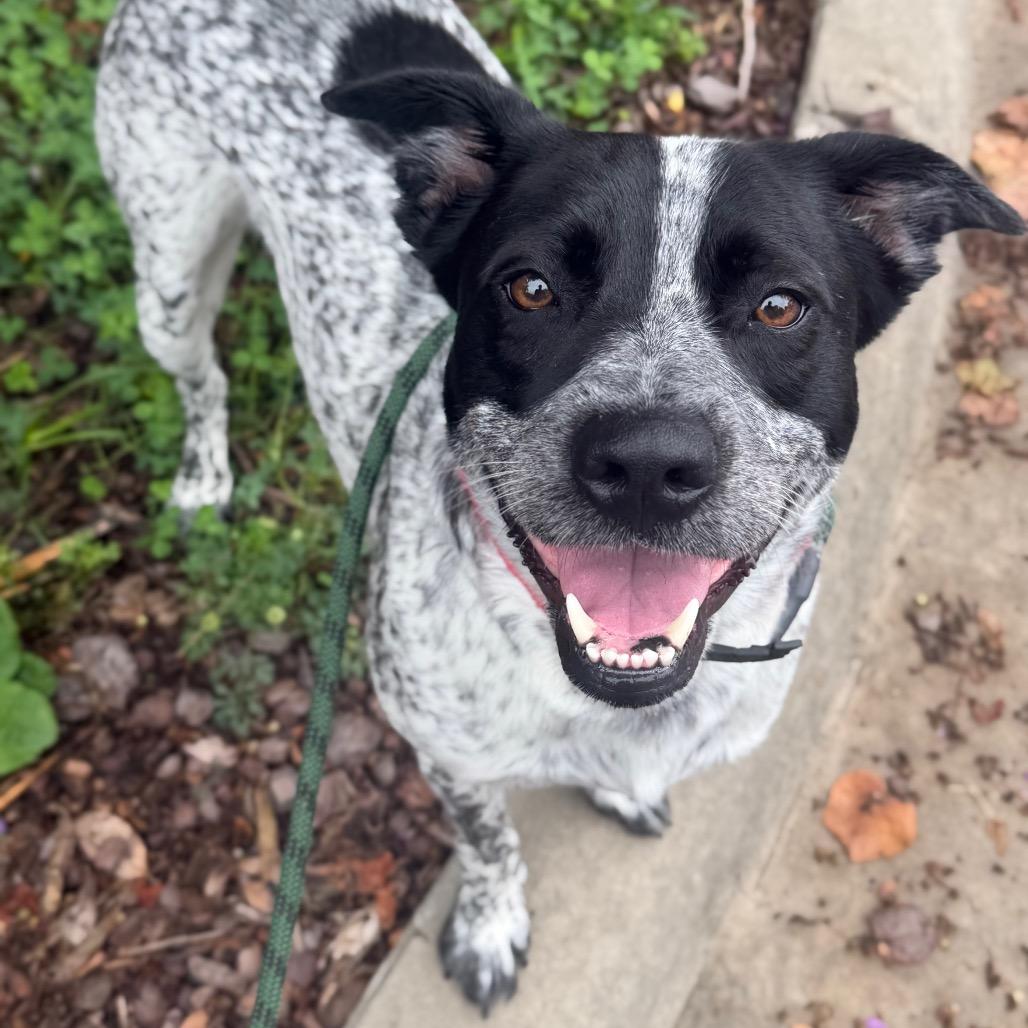 Sebastian, a Adoptable Mixed Breed in Asheville, NC image 2/6