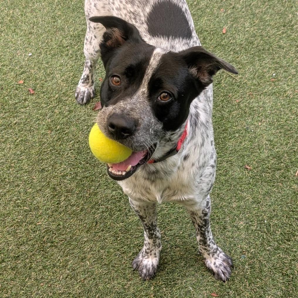 Sebastian, a Adoptable Mixed Breed in Asheville, NC image 3/6