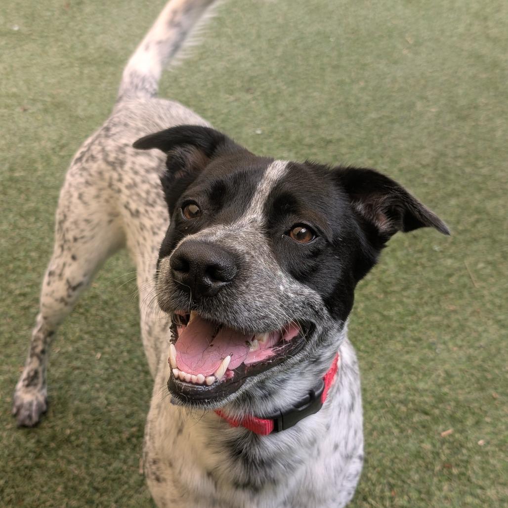 Sebastian, a Adoptable Mixed Breed in Asheville, NC image 4/6