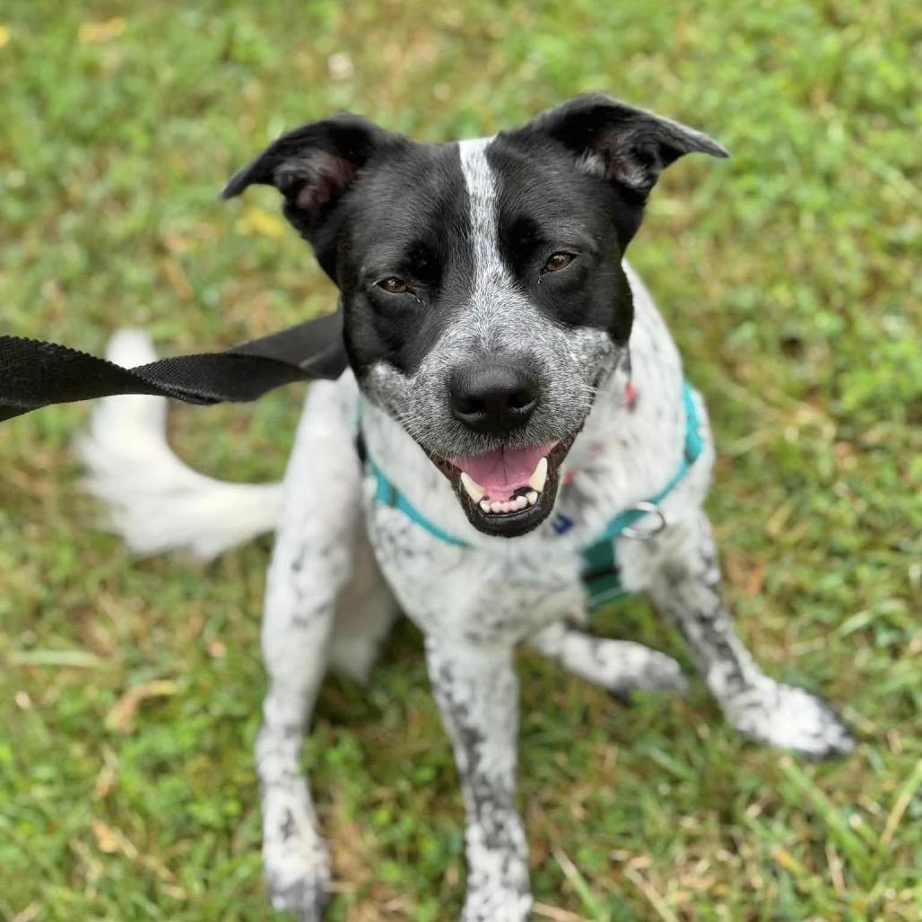 Sebastian, a Adoptable Mixed Breed in Asheville, NC image 5/6