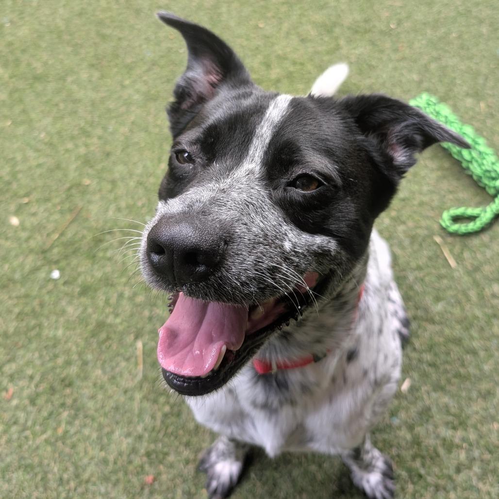 Sebastian, a Adoptable Mixed Breed in Asheville, NC image 6/6