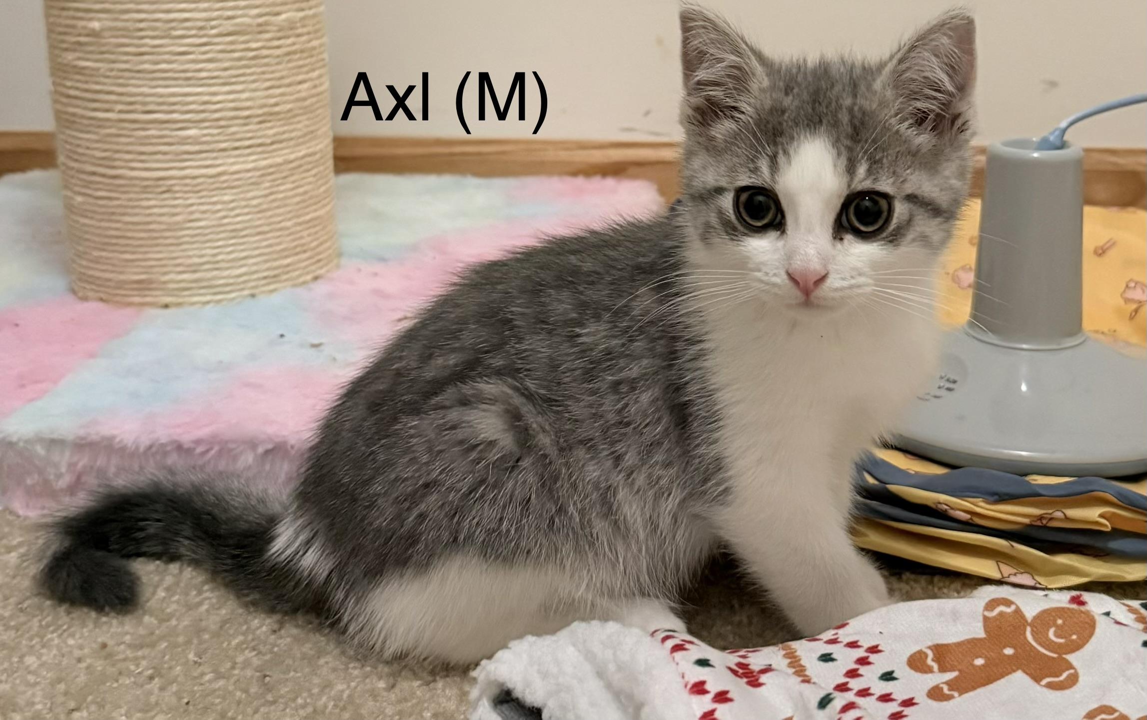 Enlarge Axl, a Adoptable Domestic Short Hair in Brooklyn Park, MN image 1/1