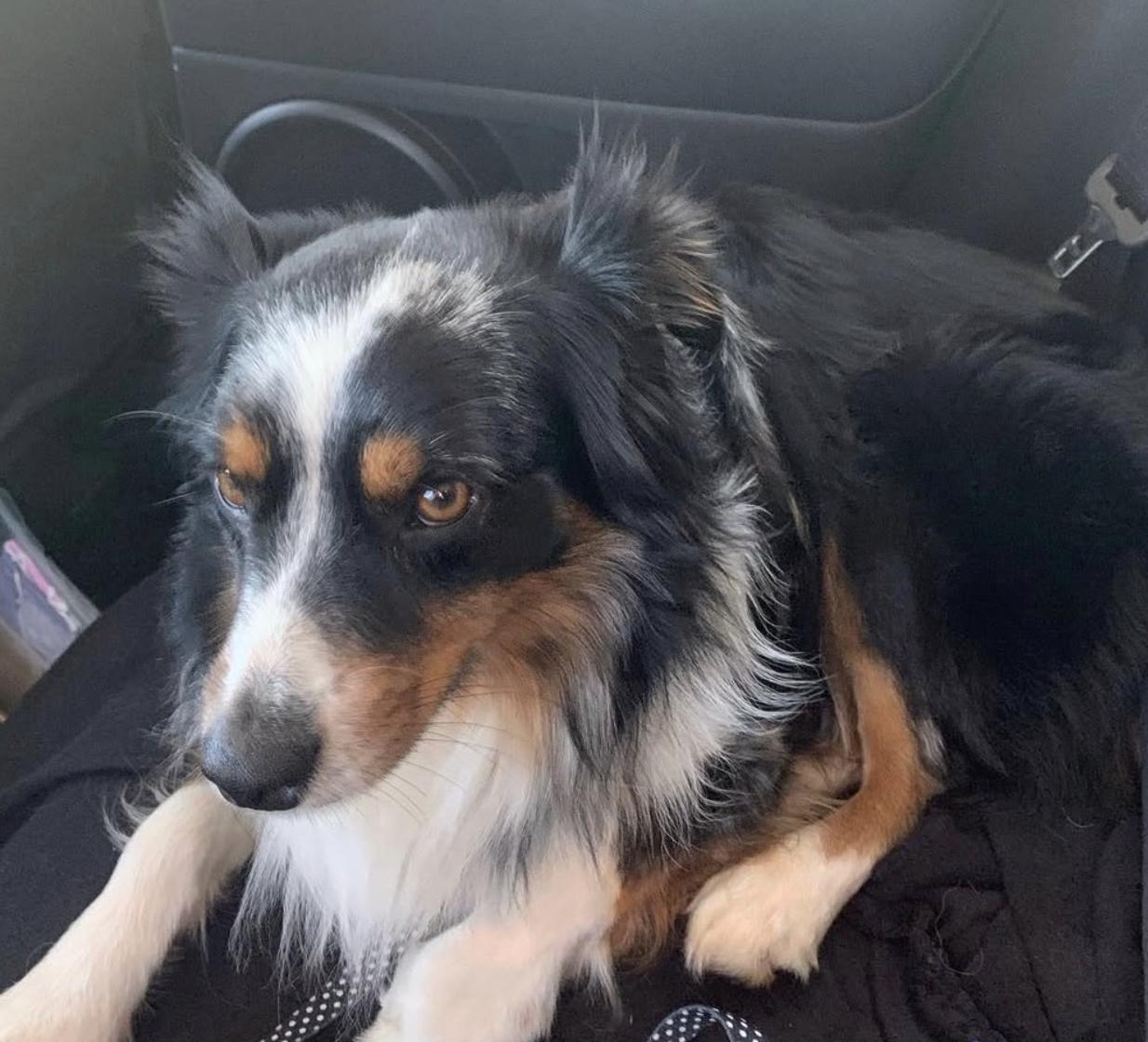 Enlarge AstroNot, a Adoptable Australian Shepherd in Arlington, TX image 1/3