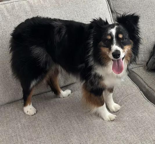Enlarge AstroNot, a Adoptable Australian Shepherd in Arlington, TX image 2/6