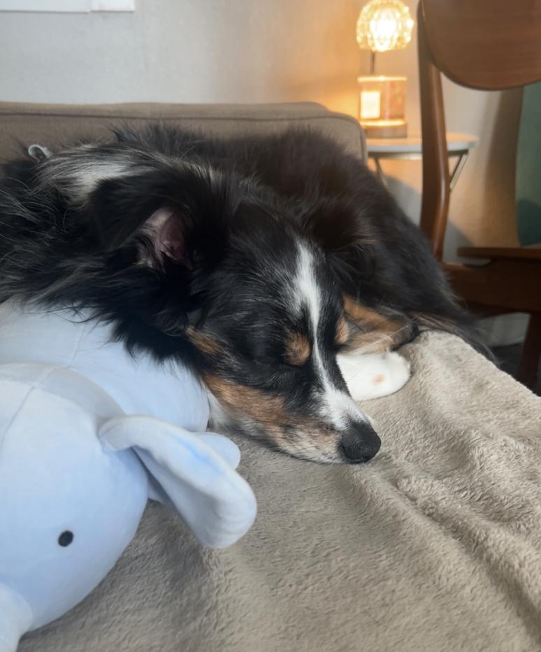 Enlarge AstroNot, a Adoptable Australian Shepherd in Arlington, TX image 2/3