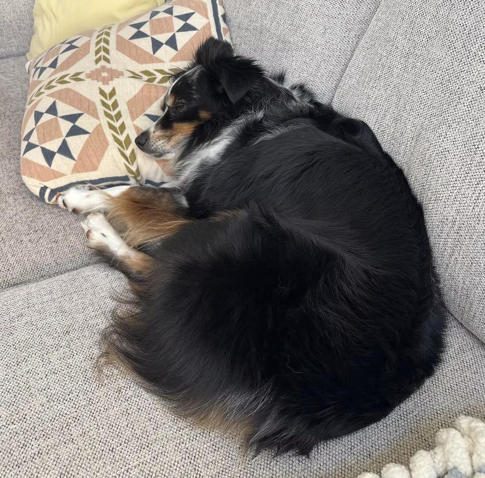 Enlarge AstroNot, a Adoptable Australian Shepherd in Arlington, TX image 3/6