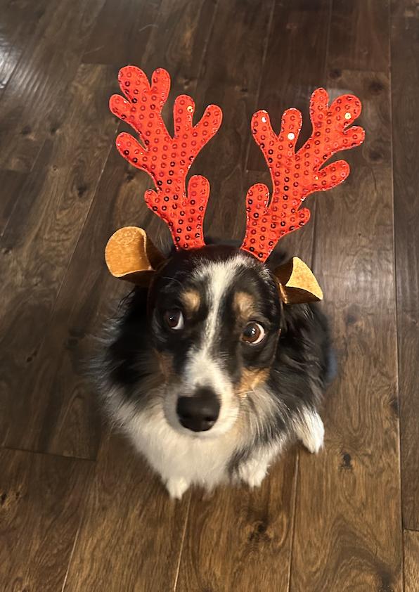 Enlarge AstroNot, a Adoptable Australian Shepherd in Arlington, TX image 3/3