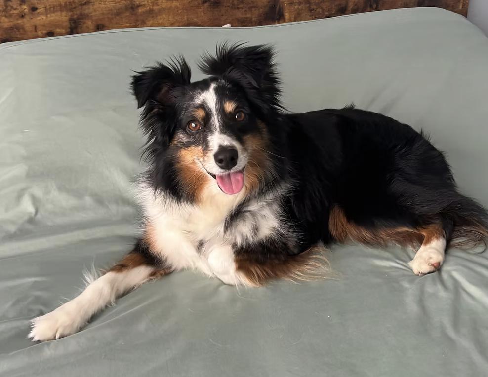 Enlarge AstroNot, a Adoptable Australian Shepherd in Arlington, TX image 4/6