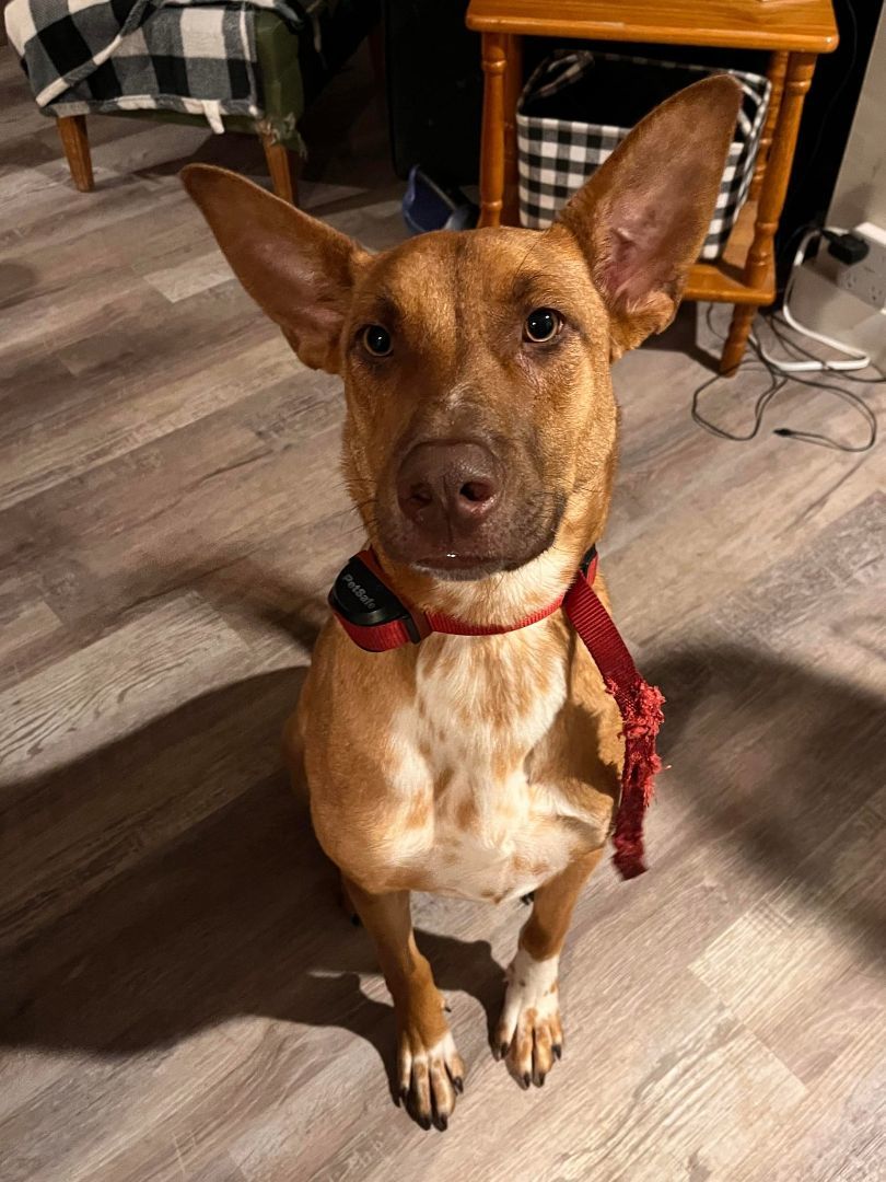 Jack, Adopted, Young Male Mixed Breed.