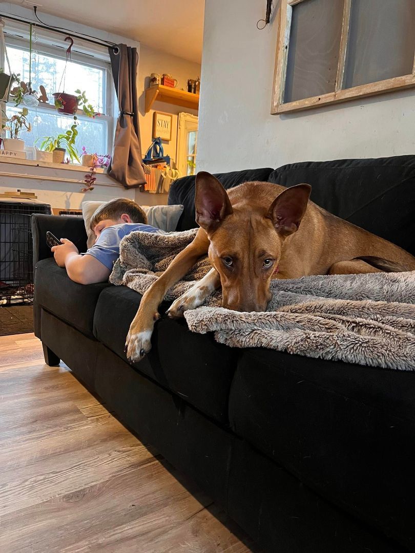 Jack, a Adopted Mixed Breed in Bethel, VT image 2/5