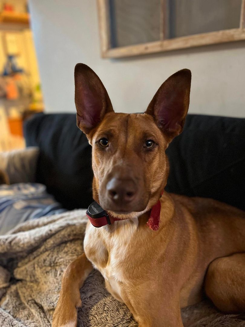 Jack, a Adopted Mixed Breed in Bethel, VT image 3/5