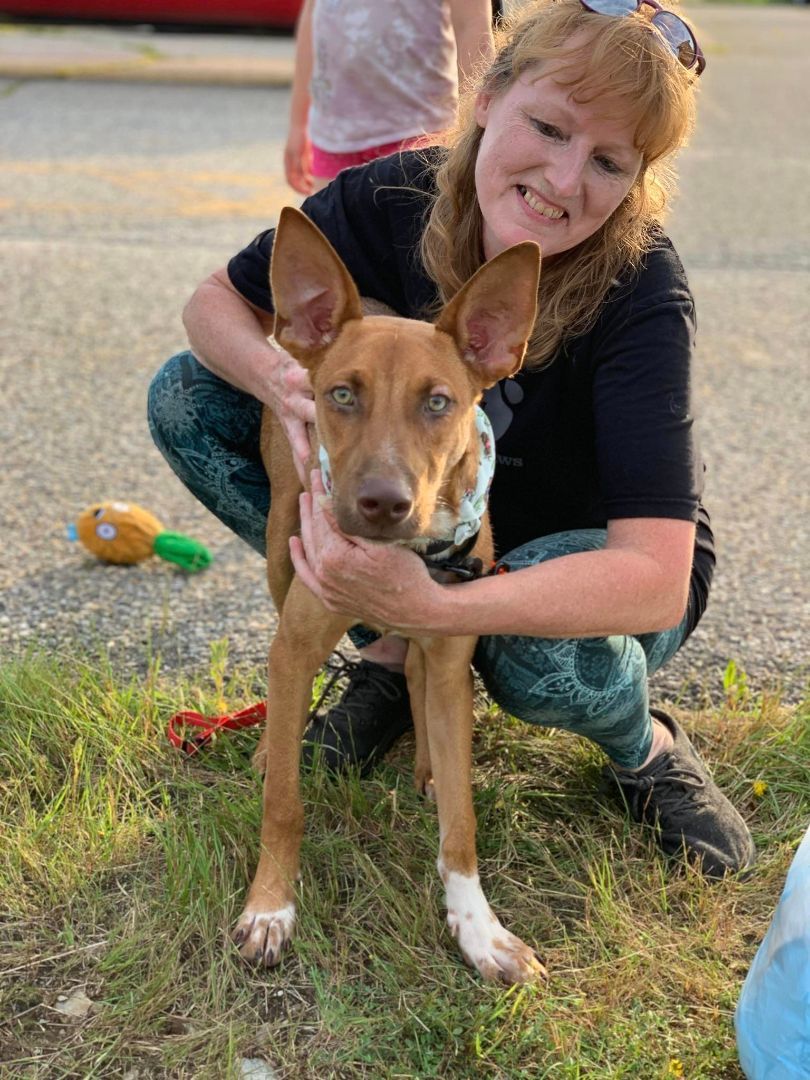 Jack, a Adopted Mixed Breed in Bethel, VT image 4/5