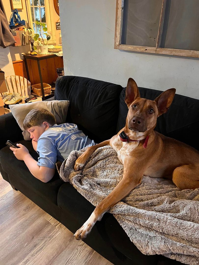 Jack, a Adopted Mixed Breed in Bethel, VT image 5/5