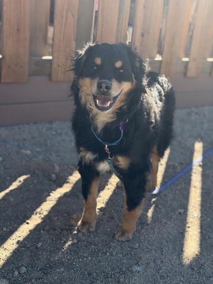 Enlarge Feta, a ADOPTABLE mixed breed in Buena Vista, CO image 2/4