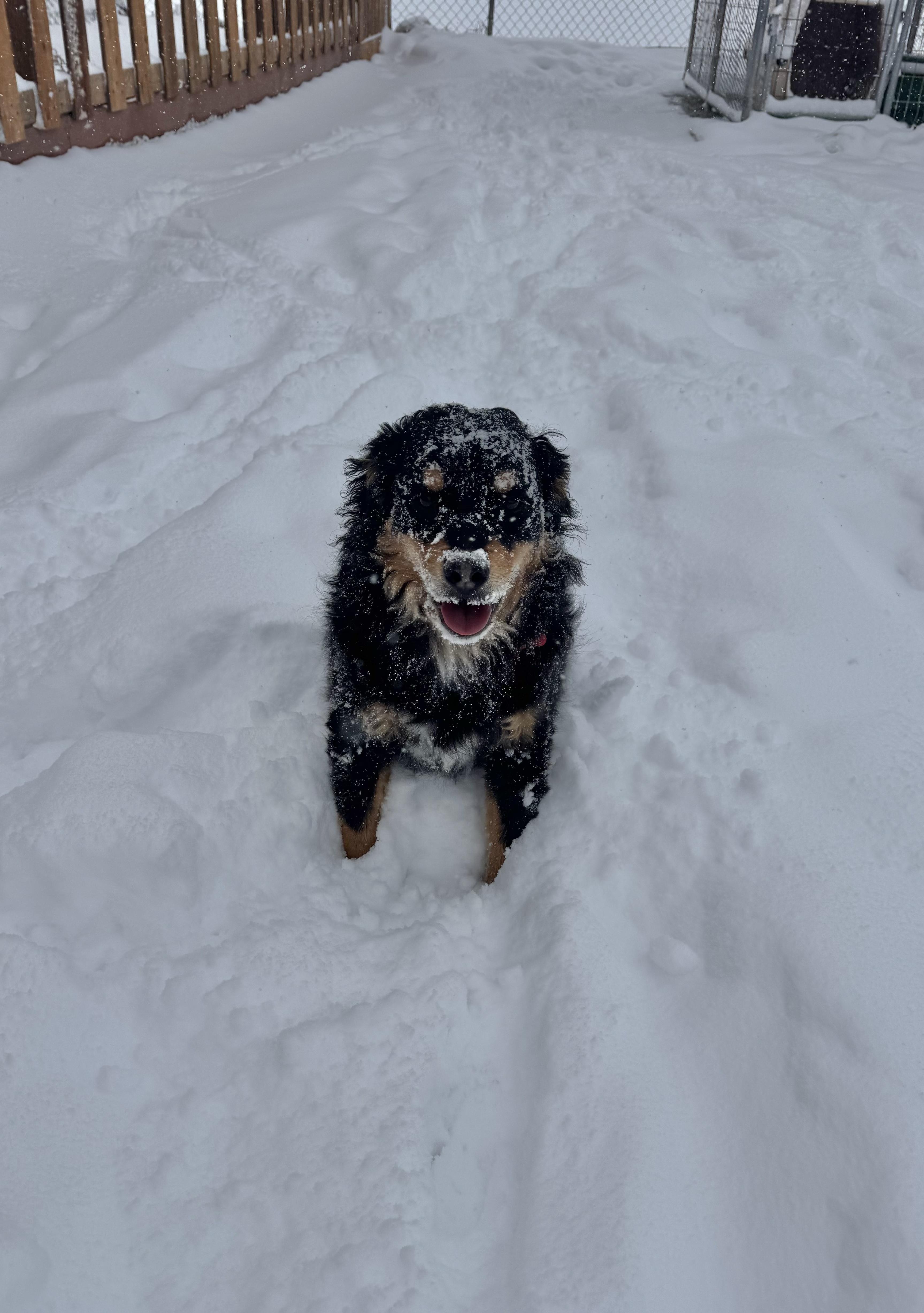 Enlarge Feta, a ADOPTABLE mixed breed in Buena Vista, CO image 1/4