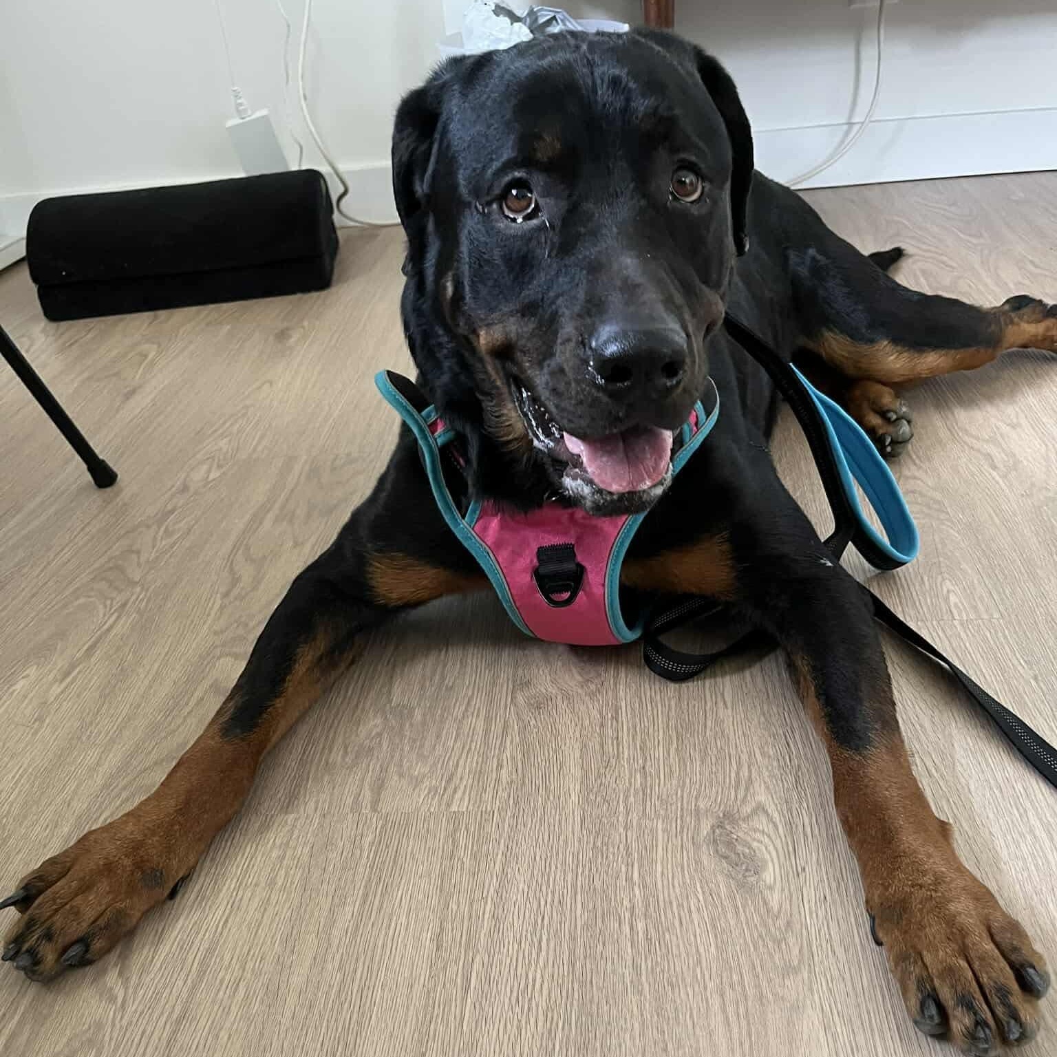 Enlarge Snow, a Adoptable mixed breed in Westwood, NJ image 5/6