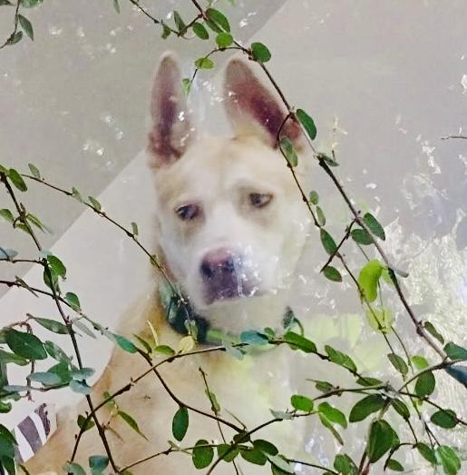 Kai- Gentle, LOVES other dogs!!, a Adoptable mixed breed in Los Angeles, CA image 3/6