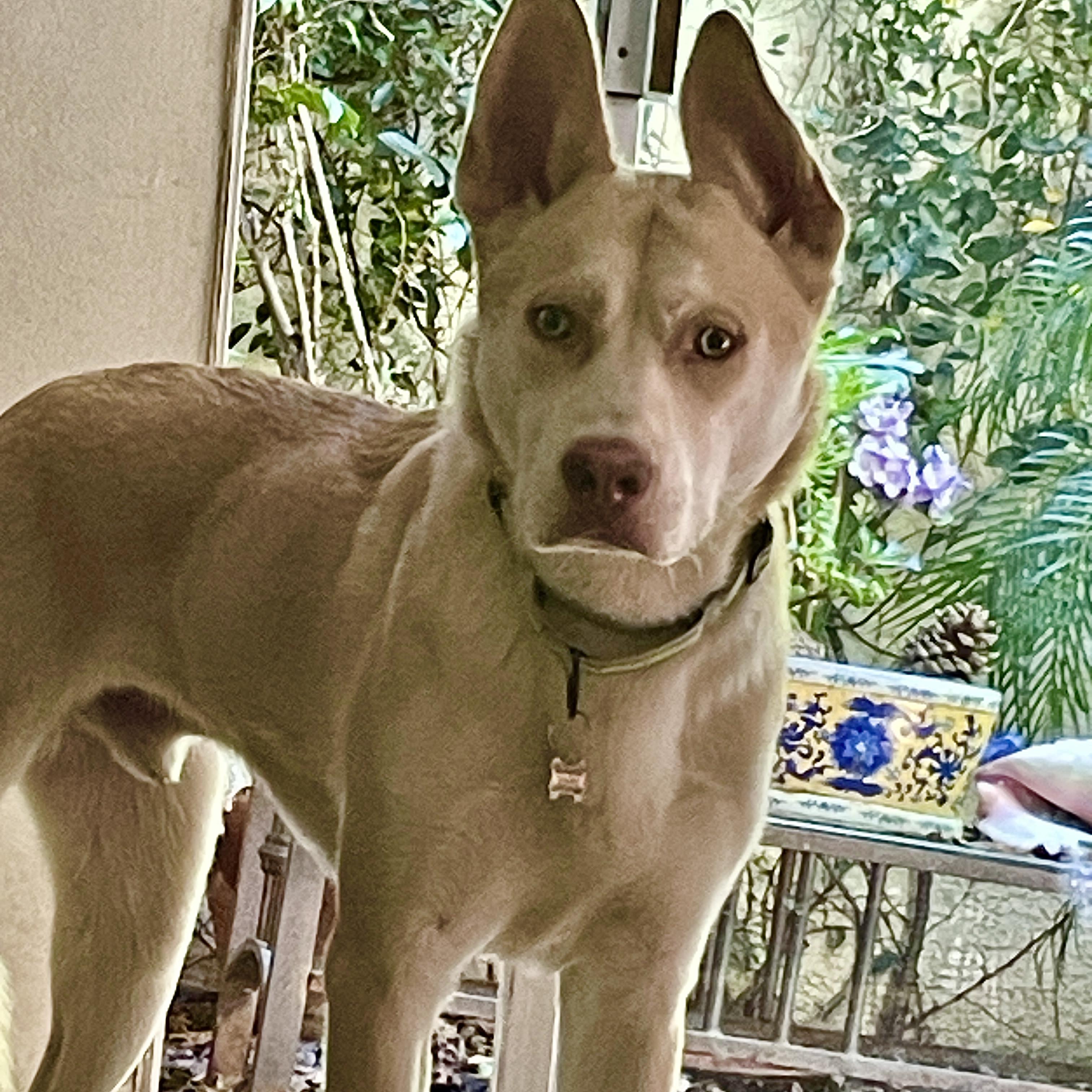 Kai- Gentle, LOVES other dogs!!, a Adoptable mixed breed in Los Angeles, CA image 4/6
