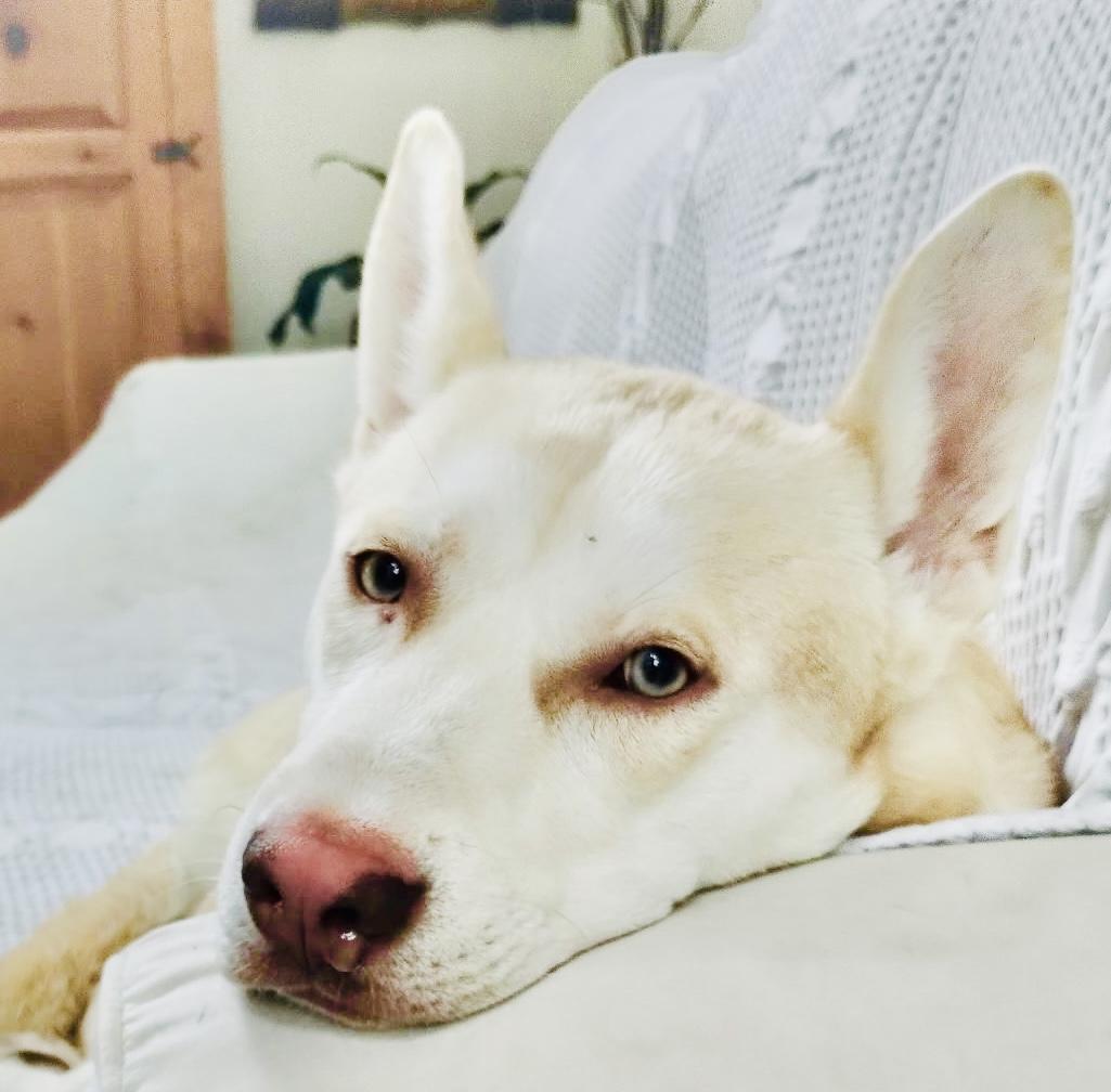 Kai- Gentle, LOVES other dogs!!, a Adoptable mixed breed in Los Angeles, CA image 2/6