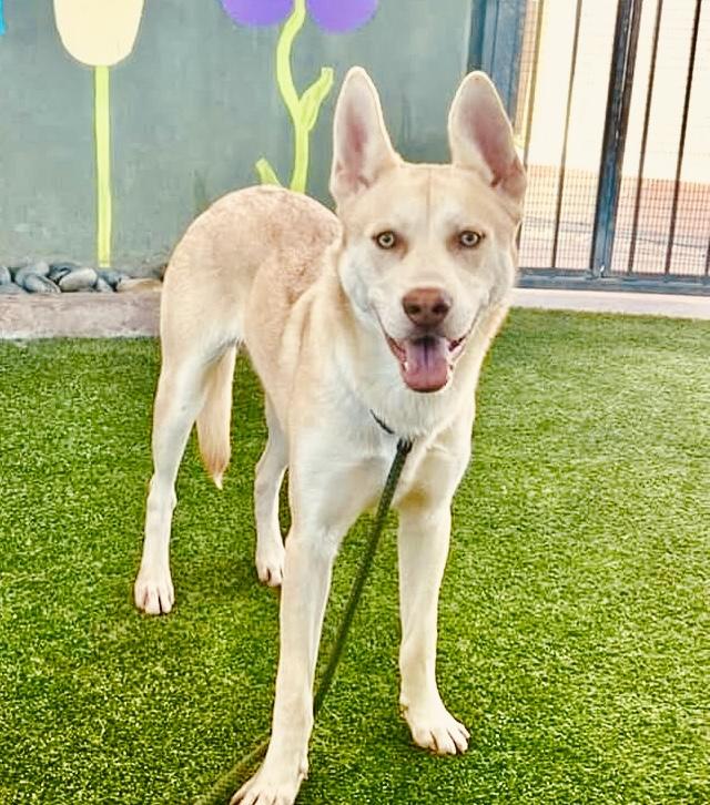 Kai- Gentle, LOVES other dogs!!, a Adoptable mixed breed in Los Angeles, CA image 1/6