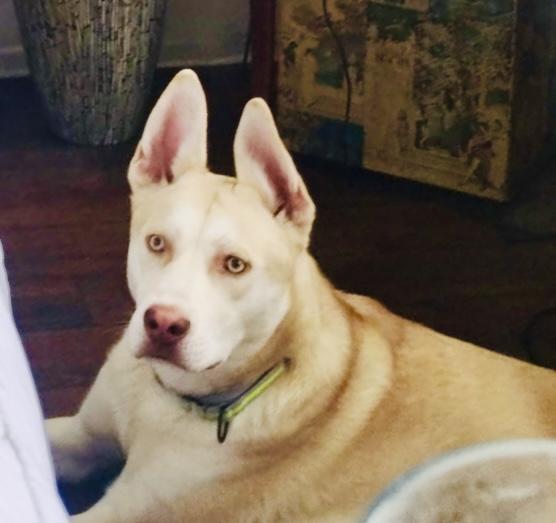 Kai- Gentle, LOVES other dogs!!, a Adoptable mixed breed in Los Angeles, CA image 5/6