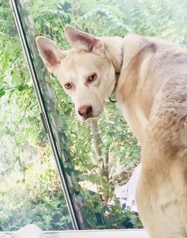 Kai- Gentle, LOVES other dogs!!, a Adoptable mixed breed in Los Angeles, CA image 6/6