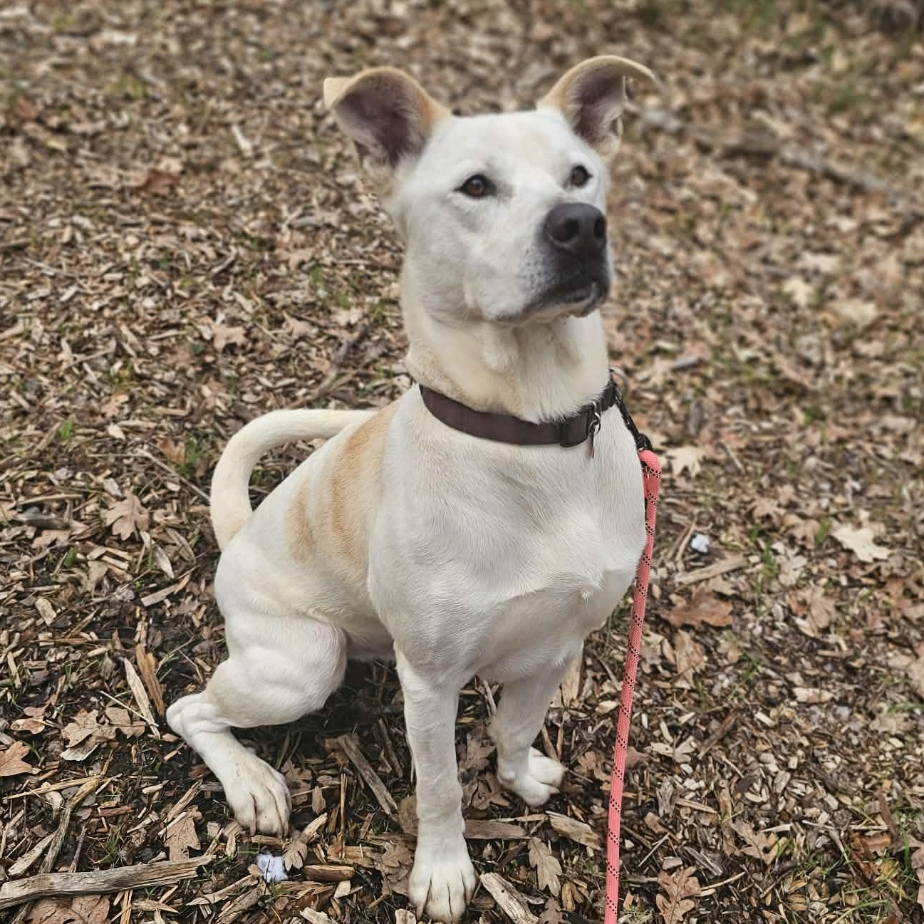 Enlarge Murdock, a ADOPTABLE mixed breed in Grants Pass, OR image 3/3